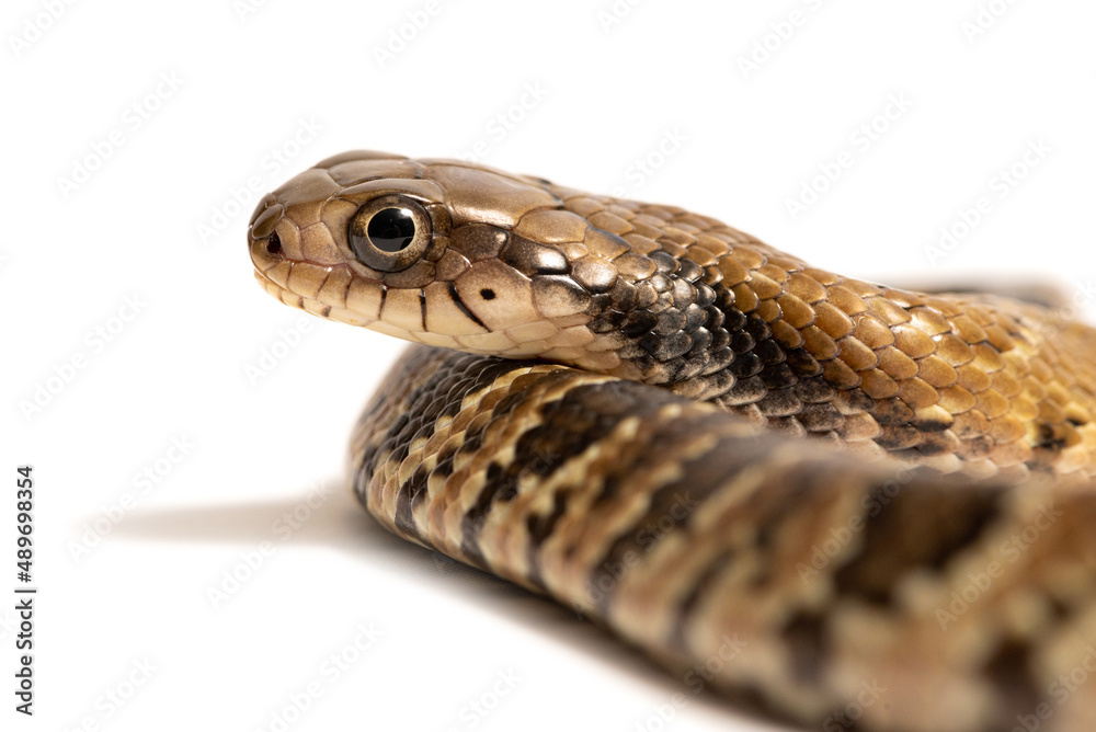 False water cobra (Hydrodynastes gigas) on a white background False water cobra (Hydrodynastes gigas) on a white background