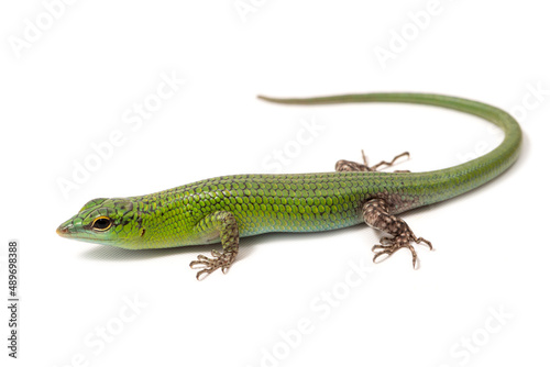 Emerald tree skink (Lamprolepis smaragdina) on a white background