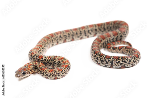 Wallpaper Mural Mexican kingsnake (Lampropeltis mexicana) on a white background Torontodigital.ca