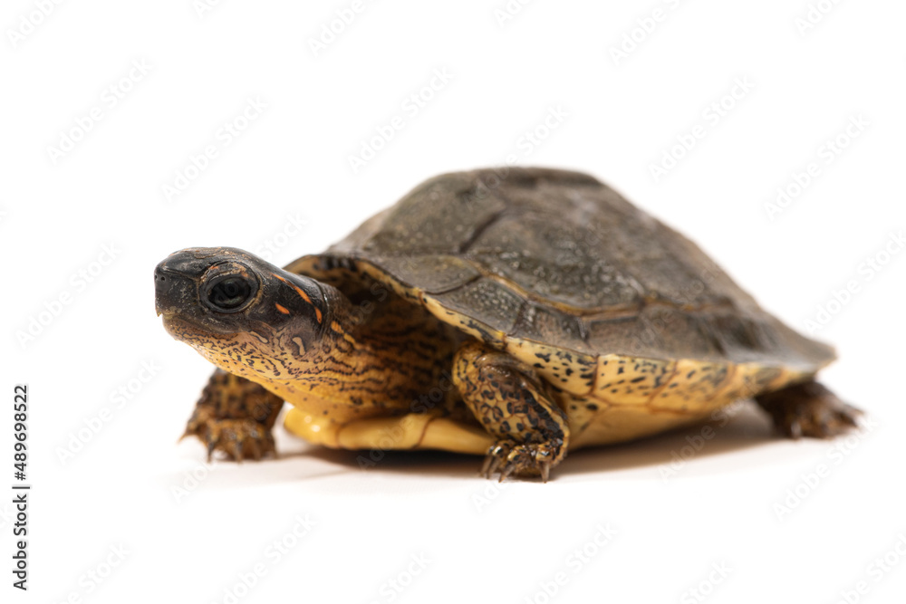 Furrowed wood turtle (Rhinoclemmys areolata) on a white background Furrowed wood turtle (Rhinoclemmys areolata) on a white background