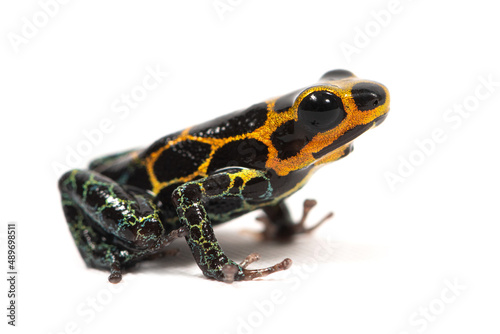 Mimic poison frog (Ranitomeya imitator) on a white background