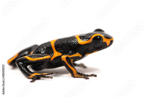 Mimic poison frog (Ranitomeya imitator) on a white background