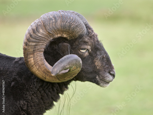 Close up of head of male ouessant sheep with big horns