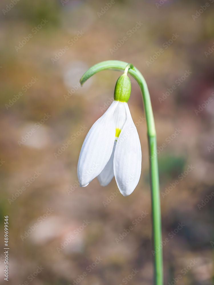 One single isolated Galanthus nivalis, the snowdrop or common snowdrop in the beginning of spring. Small white flower of spring. One single isolated Galanthus nivalis, the snowdrop or common snowdrop in the beginning of spring. Small white flower of spring.