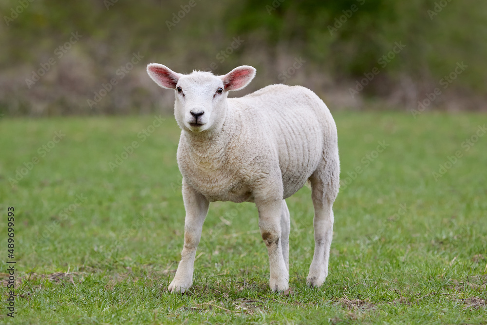 Young white lamb of Flemish sheep Young white lamb of Flemish sheep