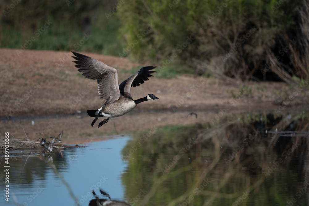 Candian Goose Flying low over the water Candian Goose Flying low over the water
