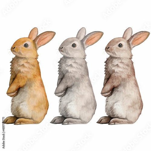 group of rabbits