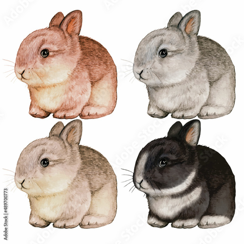 set of rabbit