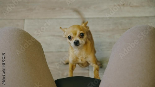 The cute pet funny lays its paws on the chair for the mistress. Toy terrier looks with sad deep eyes straight into your soul. Top view, indoor. Honey dog ask begging for food, looking at the camera.