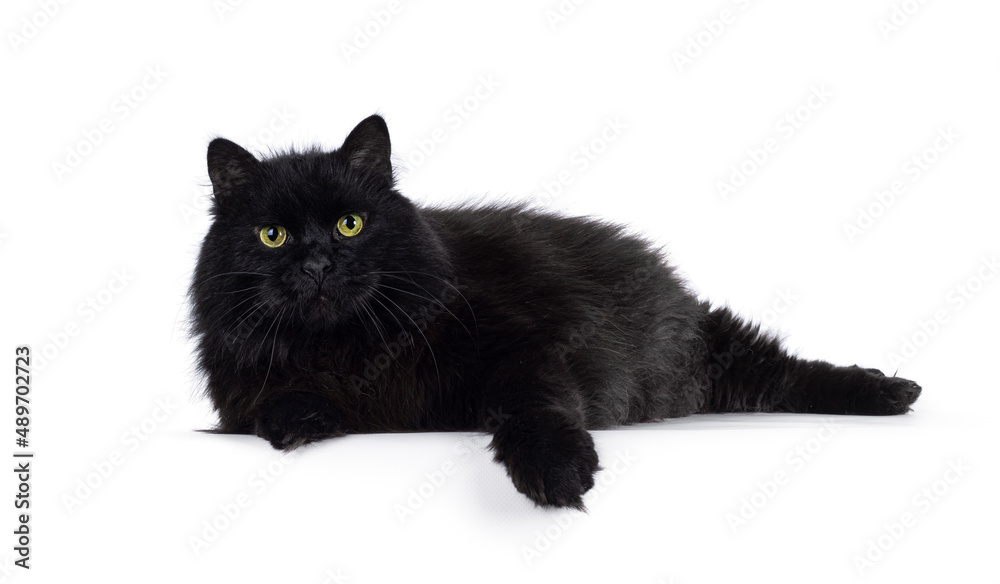 Impressive senior solid black Siberian cat, laying down side ways on edge. Looking towards camere with wise greenish yellow eyes. Isolated on a white background.