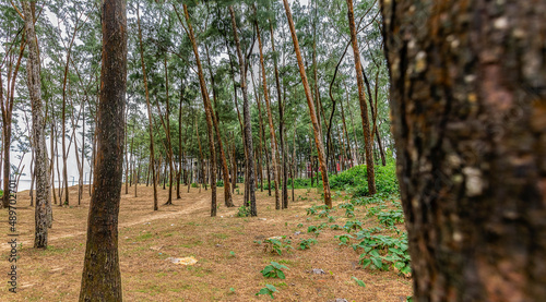 Pine forest garden by the Sea Beach at Bay of Bengal in front of the hotels of Digha West Bengal India, Asia. photo