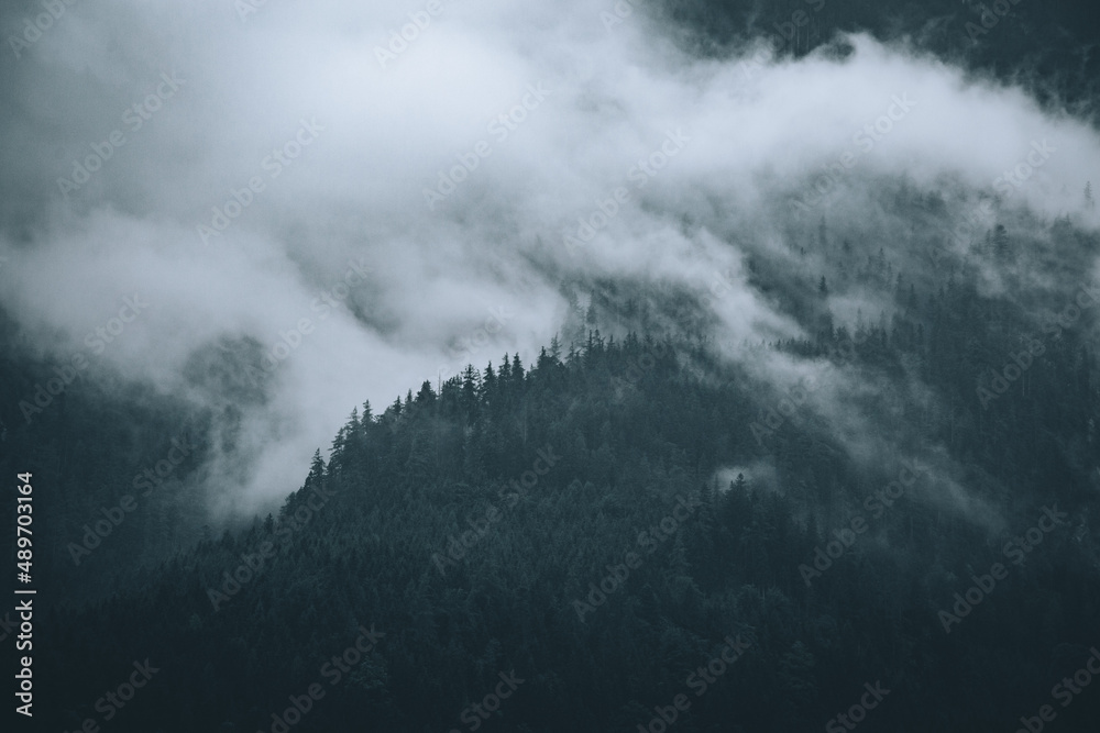 Bergwald im Nebel nach dem Regen