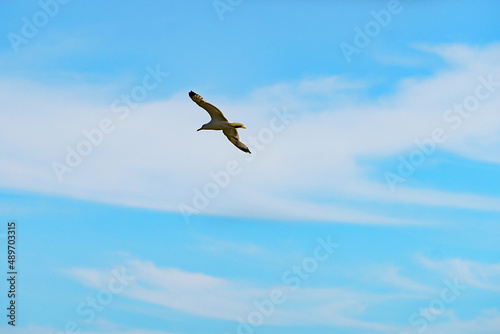 Landscape with a seagull on the background of the sky with clouds