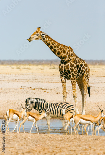 Fototapeta Naklejka Na Ścianę i Meble -  Animals (giraffe, zebra, springbok) near a watering hole in Etosha National Park, Namibia, Africa