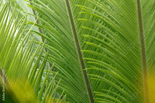                         Japanese sago palm