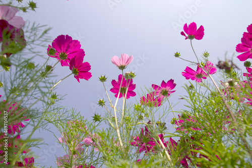 Beautiful cosmos blooming in the flower garden blue sky background
