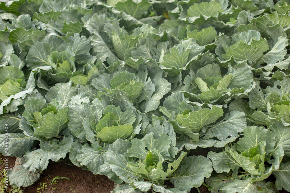 Fresh cabbage from farm field Fresh cabbage from farm field