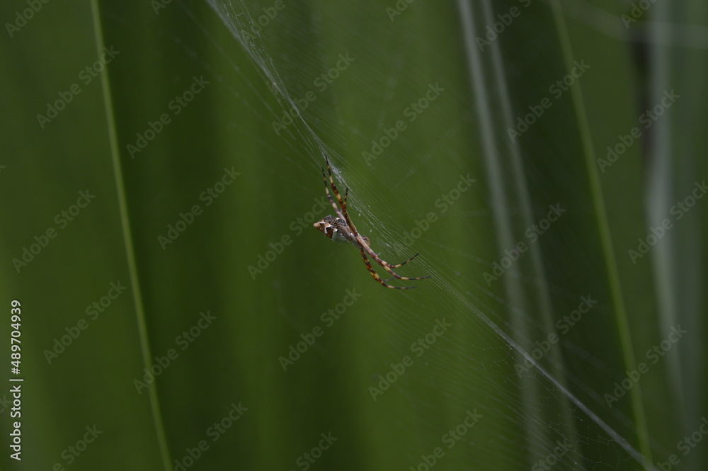 ARANHA ARANHA