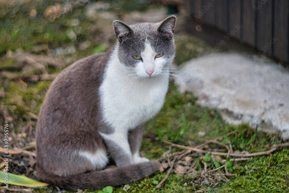 cat in the grass