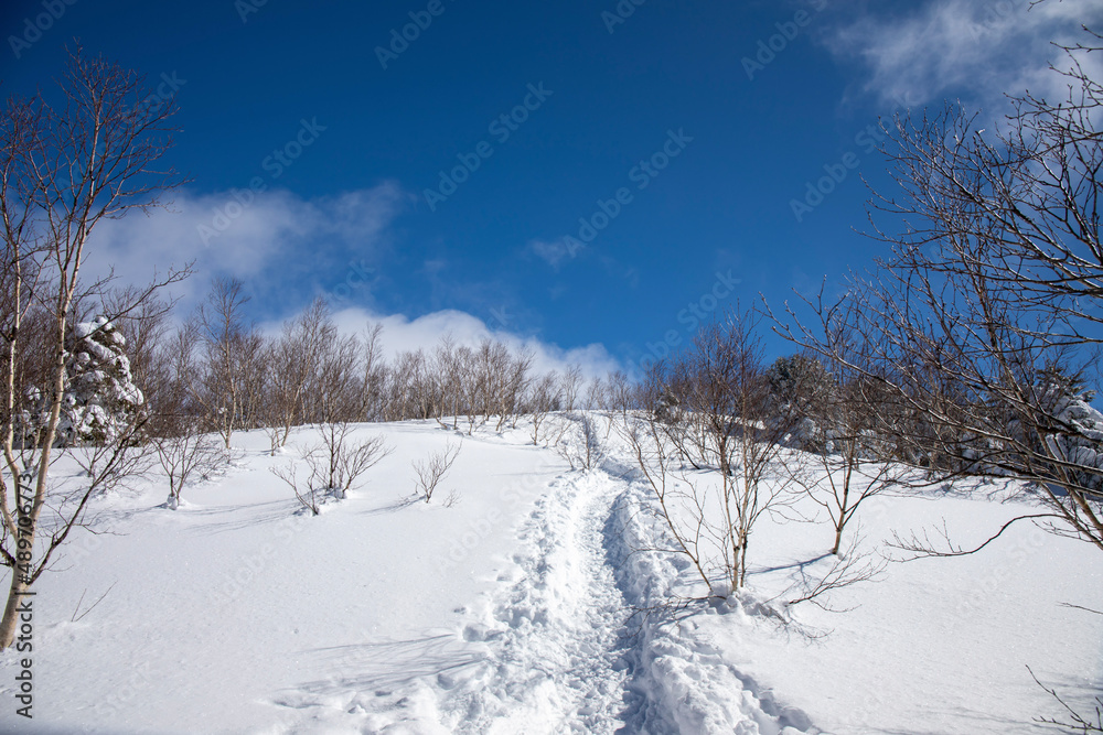 snow covered trees snow covered trees