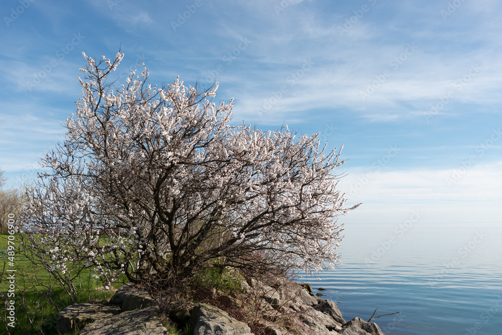 view of the lake with ragged cherry blossom tree in the foreground view of the lake with ragged cherry blossom tree in the foreground