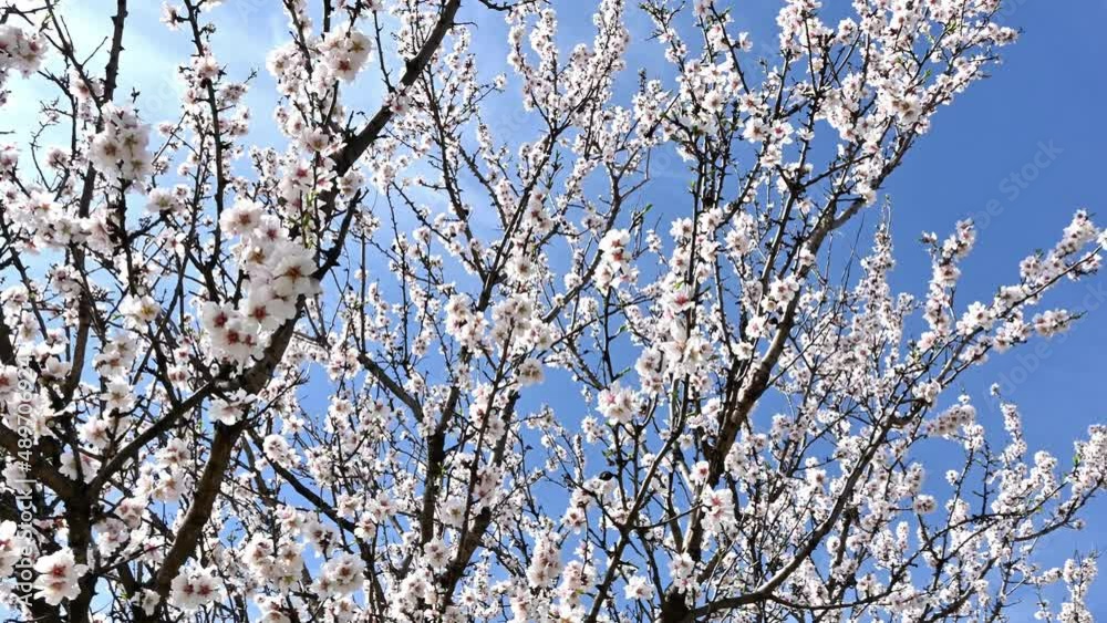 closeup of blooming almond tree with vivid blue sky closeup of blooming almond tree with vivid blue sky