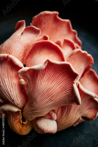 Pink oyster mushrooms (Pleurotus djamor) on a black background, close-up view. Delicious and healthy edible mushrooms.