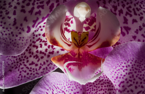 Pink color orchid.