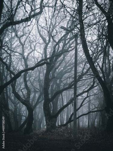 A path through a spooky, mysterious dark forest