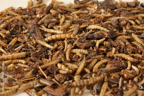 dried insects for pet food, insectivores need protein © Natasha