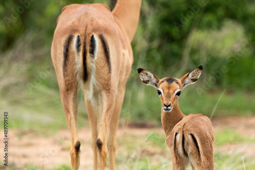 impala in continent photo