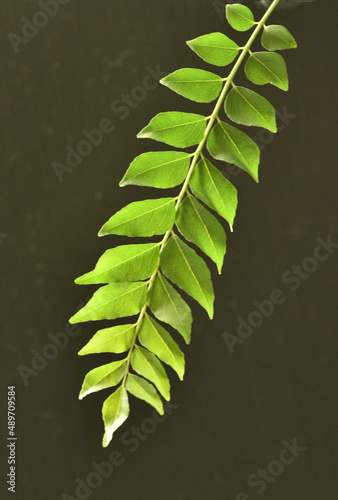 Close up of Murraya koenigii leaf, commonly known as Curry leaf photo