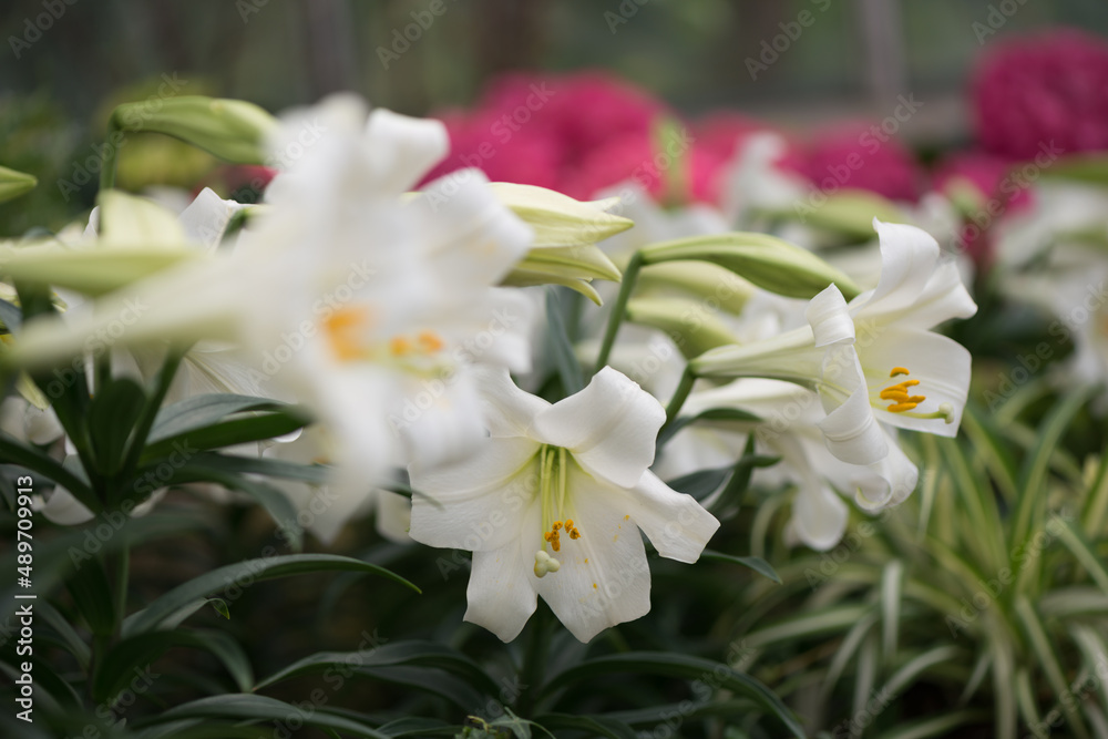 Lilium longiflorum (or Easter lily) in bloom at the local conservatory