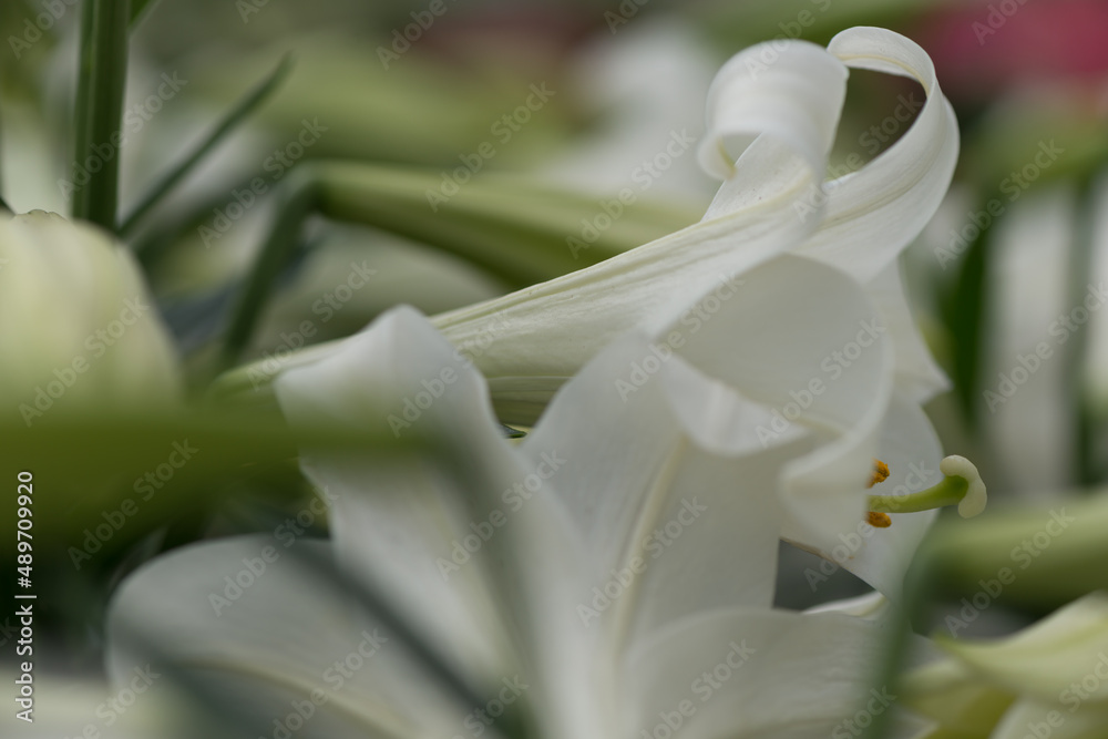 Obraz premium Lilium longiflorum (or Easter lily) in bloom at the local conservatory