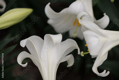 Lilium longiflorum (or Easter lily) in bloom at the local conservatory on a dark background