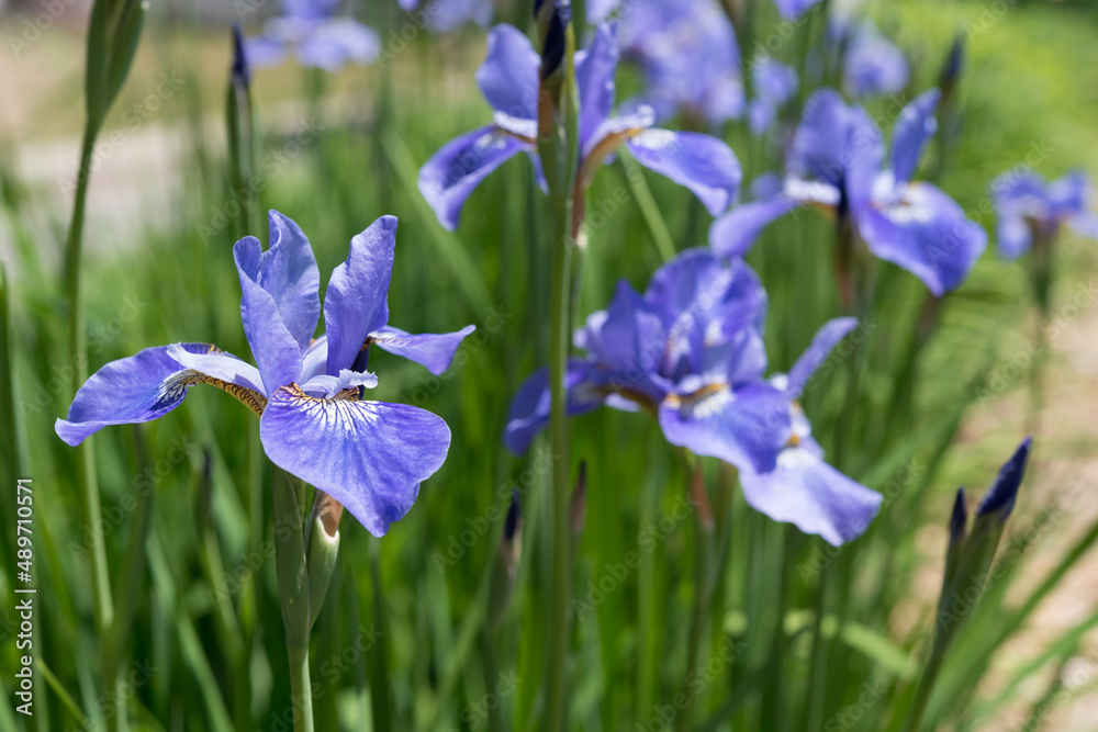 blue (violet) irises in the garden blue (violet) irises in the garden