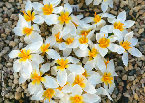 blooming white crocuses, spring flowers, petal fragments on a blurred background, Beautiful colorful first flowers, selective focus. (Crocus vernus, spring crocus)