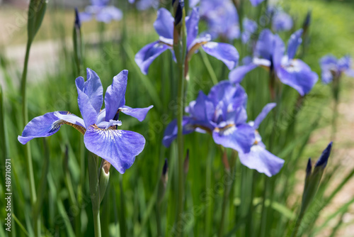 blue  violet  irises in the garden