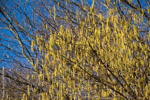 Haselk  tzchen   Bl  hender Haselstrauch  Gemeine Hasel   Corylus avellana 