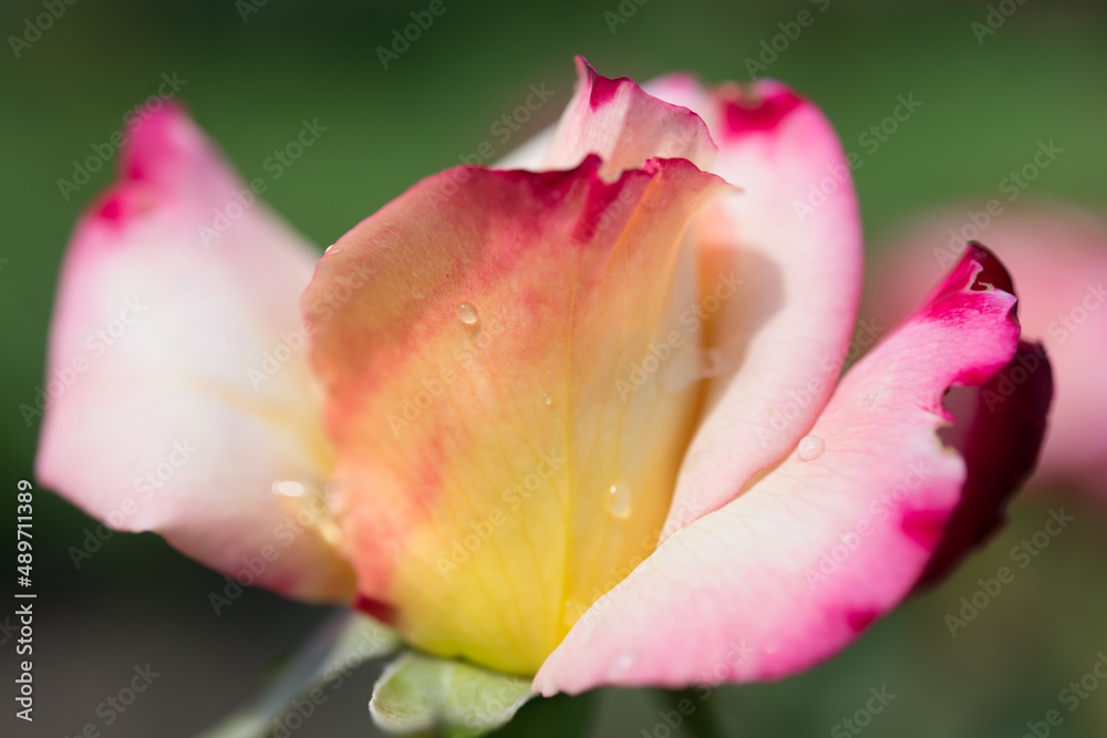 close up a flower with rain drops close up a flower with rain drops