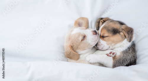 Two cute Beagle puppies sleep  together under a white blanket on a bed at home. Top down view. Empty space for text © Ermolaev Alexandr