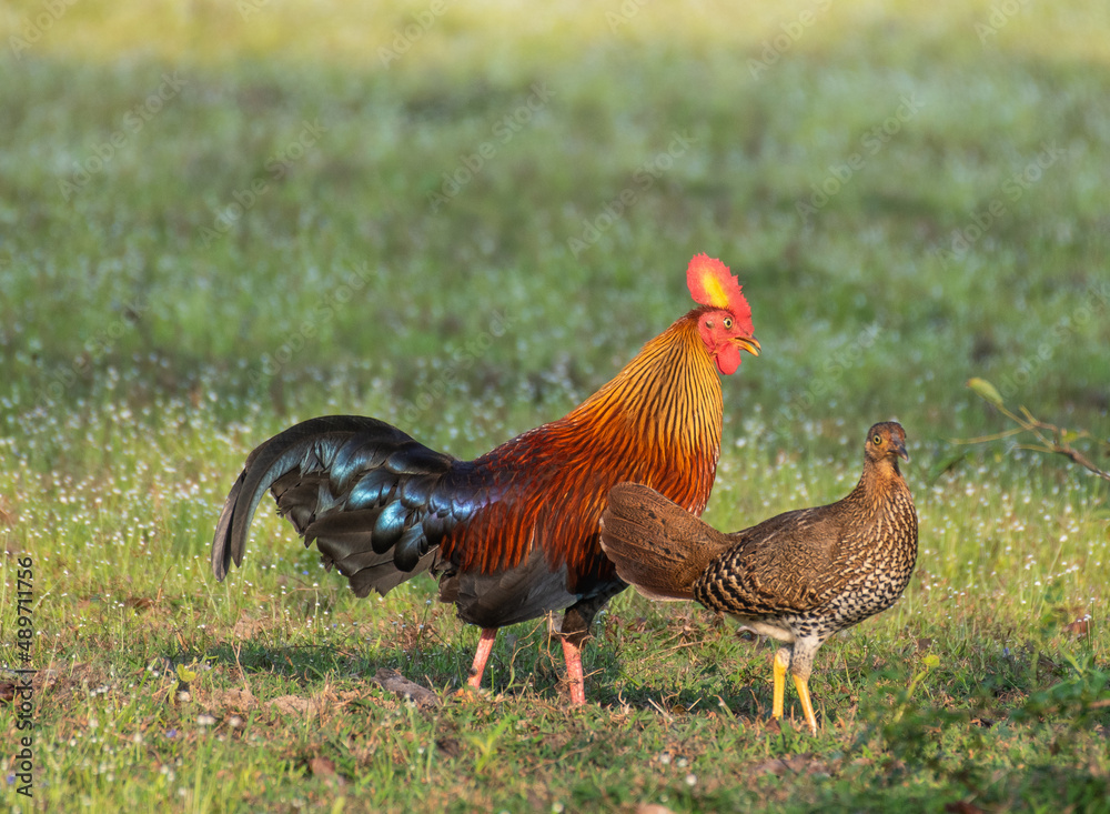 Fototapeta premium Pair of Sri Lanka junglefowl