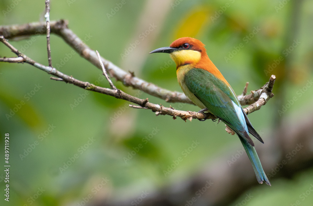 Fototapeta premium Chestnut-headed bee-eater perching
