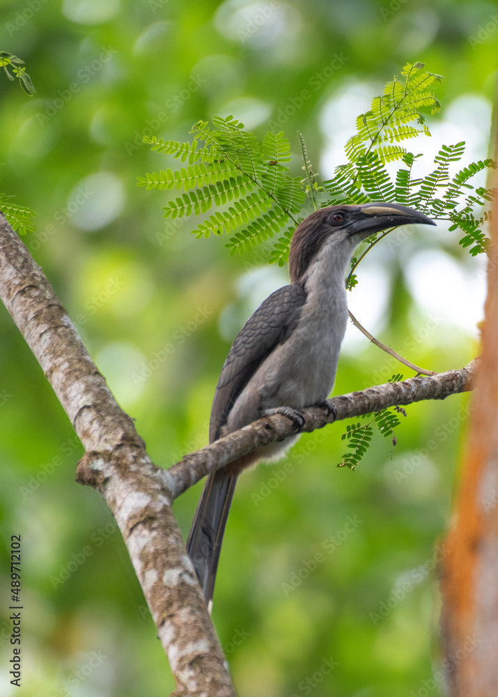 Fototapeta premium Sri Lanka grey hornbill in the jungle