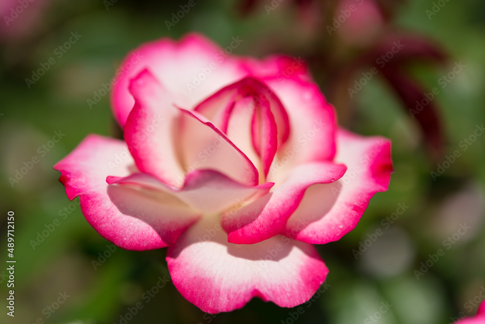 variegated pink flower isolated on a bokeh background variegated pink flower isolated on a bokeh background