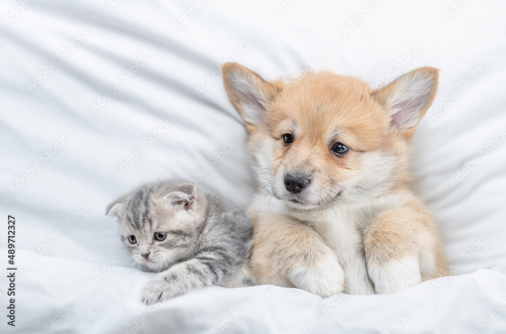 Cozy Pembroke Welsh corgi puppy lying with tiny tabby fold kitten under white warm blanket on a bed at home. Top down view Cozy Pembroke Welsh corgi puppy lying with tiny tabby fold kitten under white warm blanket on a bed at home. Top down view
