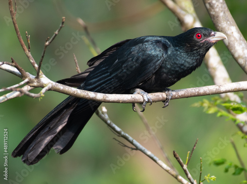 Asian koel male 