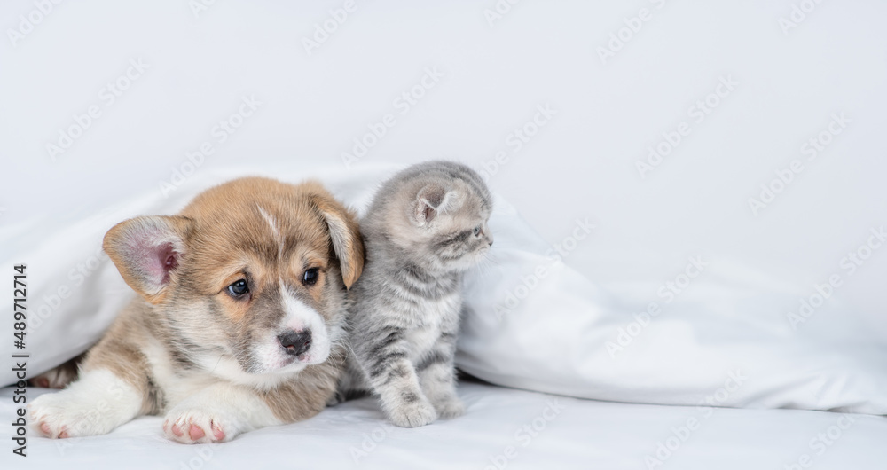 Cute Pembroke welsh corgi puppy and gray kitten sit together under warm blanket on a bed at home and look away on empty space