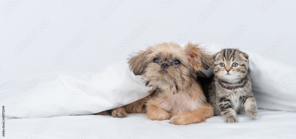 Brussels griffon puppy and tiny kitten lying together under warm blanket on a bed at home and look away and up. Empty space for text Brussels griffon puppy and tiny kitten lying together under warm blanket on a bed at home and look away and up. Empty space for text