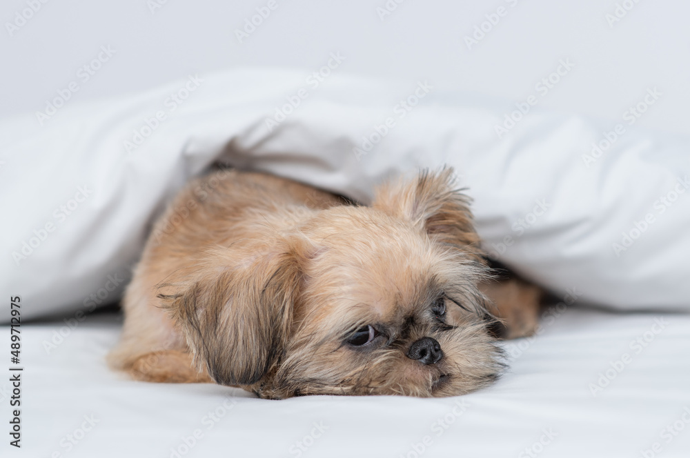 Sad Brussels Griffon puppy lying under white warm blanket on a bed at home Sad Brussels Griffon puppy lying under white warm blanket on a bed at home